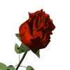 rose animate